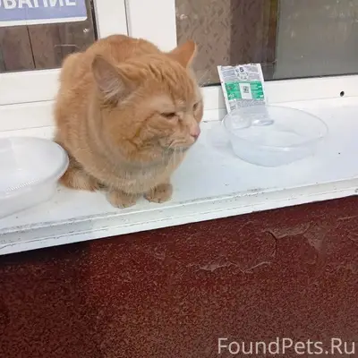 Найден кот, Тухачевского