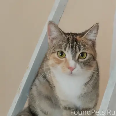 Пропала кошка Киса, деревня Заболотье