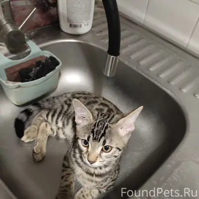 Пропал кот Феликс