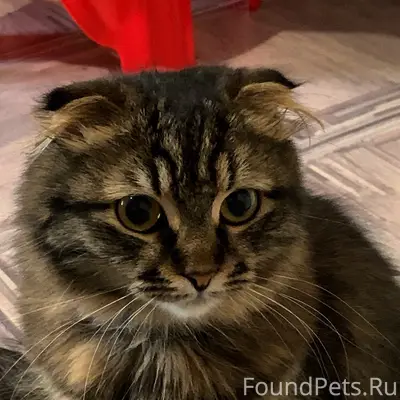 Пропала кошка Мия, Симферопольское шоссе