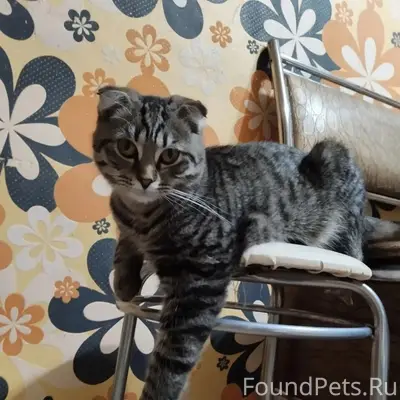 Пропал кот Марсик, 7а микрорайон