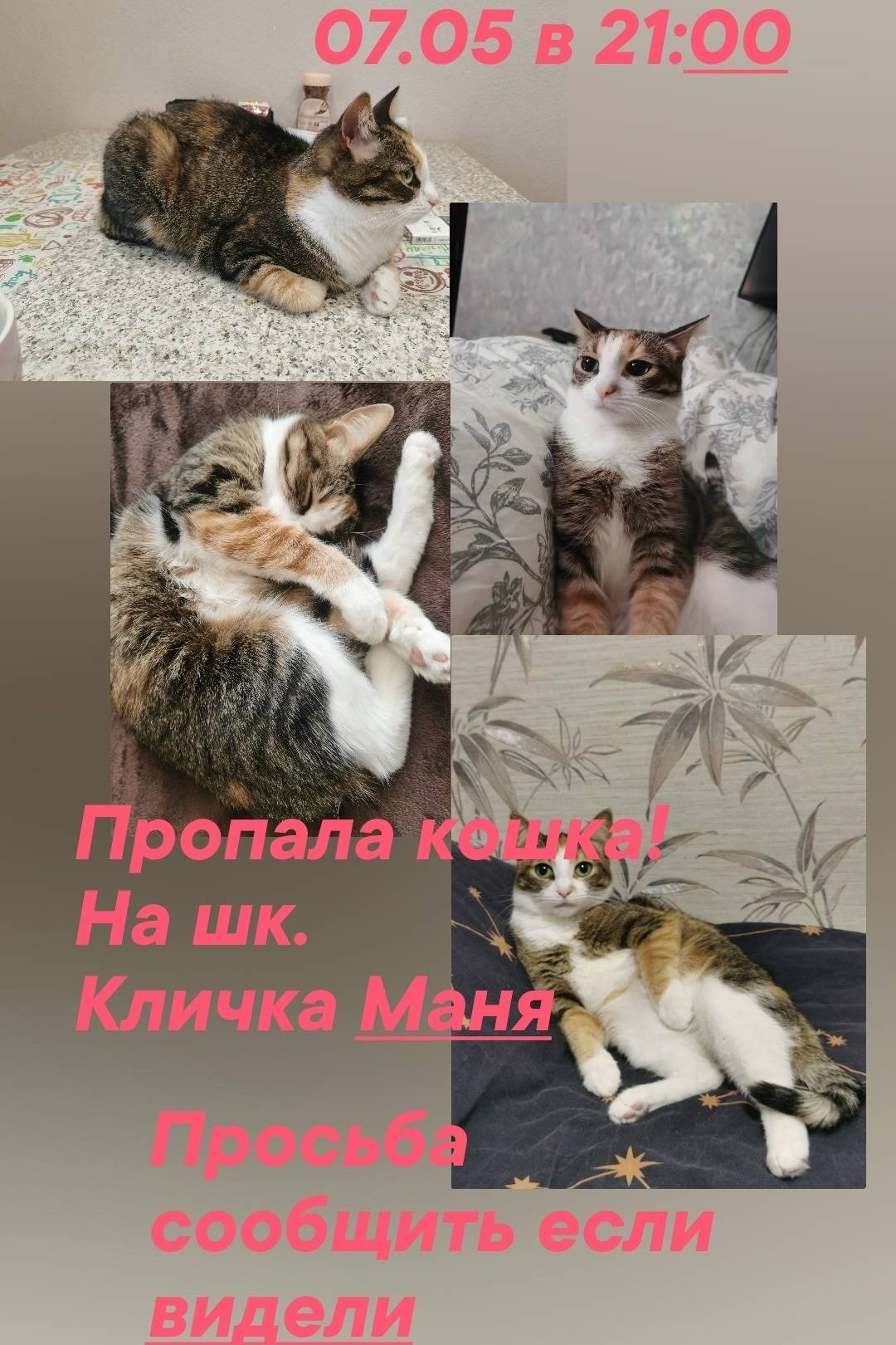 Пропала кошка Маня, район Шёлккомбината