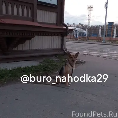 Найдена овчарка, Логинова 7