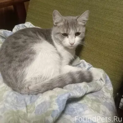 Найден кот, Климасенко 20