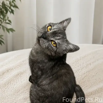 Найдена кошка, подъезд