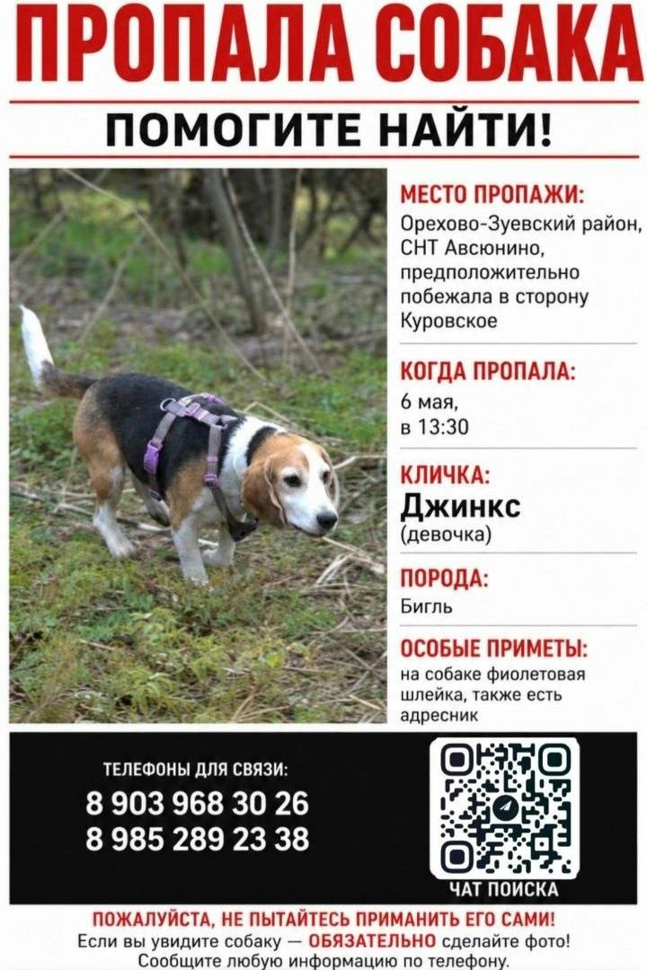 Пропала собака, Орехово-Зуево