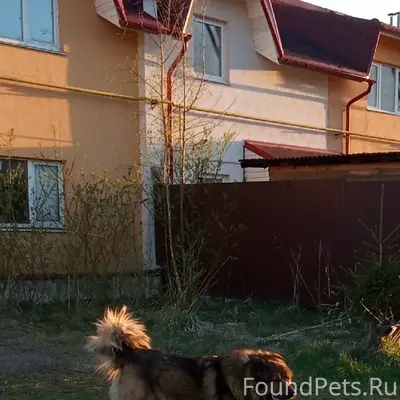 Пропал пёс, Гатчина