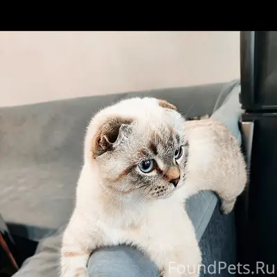 Пропал кот Мишка, ул. Луговая