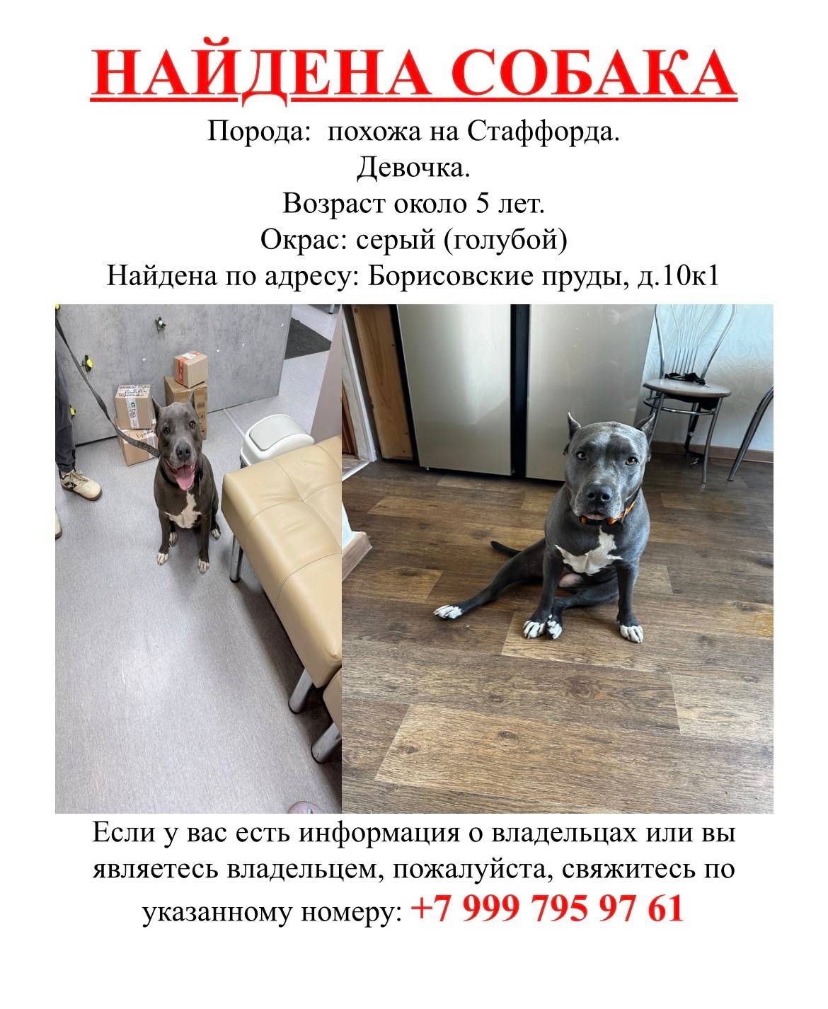 Найдена девочка стафарширского терьера, Борисовские пруды