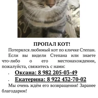 Пропал кот Степан, Югорск