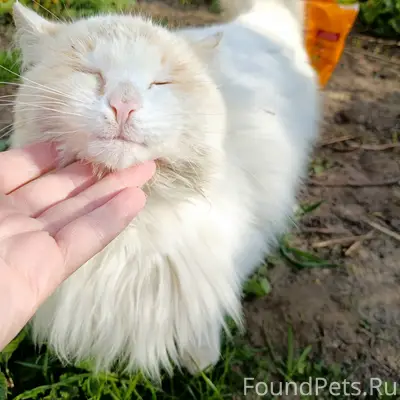Найден котик, Заводская, 14