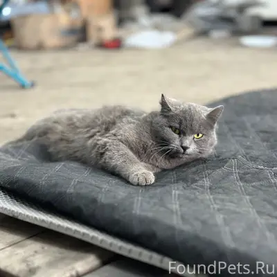 Найдена кошка, район Матросова