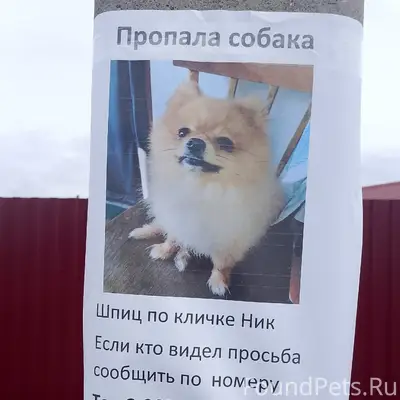 Пропала собака