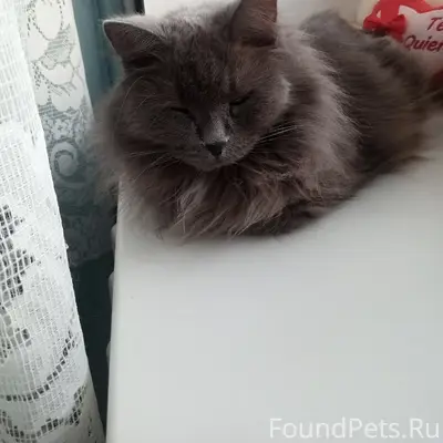 Пропал кот,