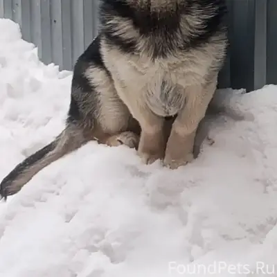 Пропал пёс Валет, г. Копейск