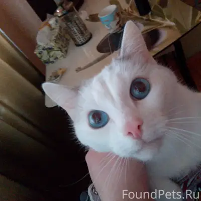 Пропал кот, Калининский район
