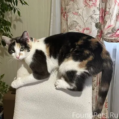 Пропала трехцветная кошка Муся, Гарнизон