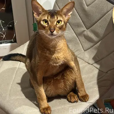 Пропал кот Симба, район седьмого