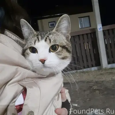 Найден кот, омк