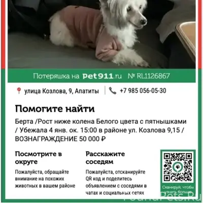 Пропала китайская хохлатая Берта, Апатиты