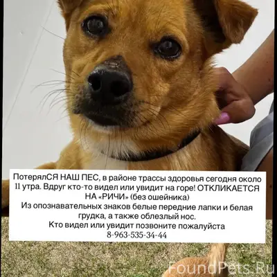 Пропала собака, район гора