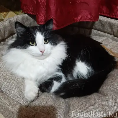 Пропал кот Кузя, Выгонный переулок