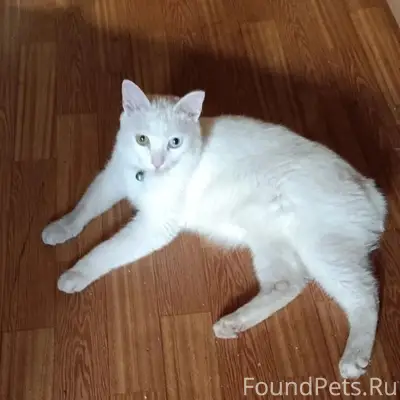 Найден кот, 22 Апреля 7А