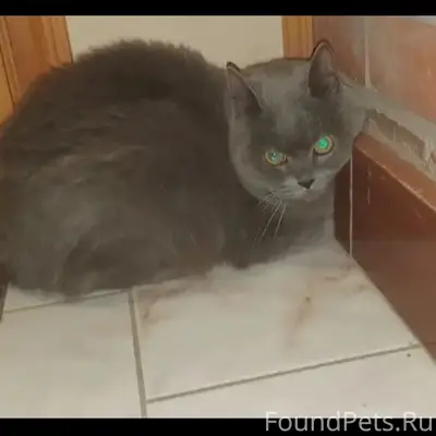 Найдена кошка, улица Красина