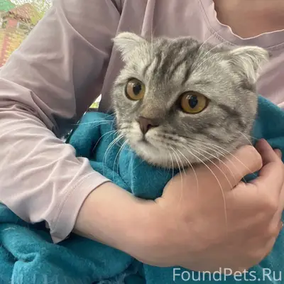 Найдена кошка, 4 мкр