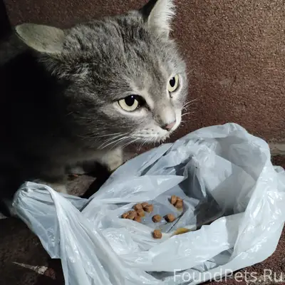Найден кот, район бсмп