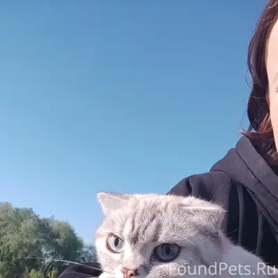 Найдена кошка, Южный город