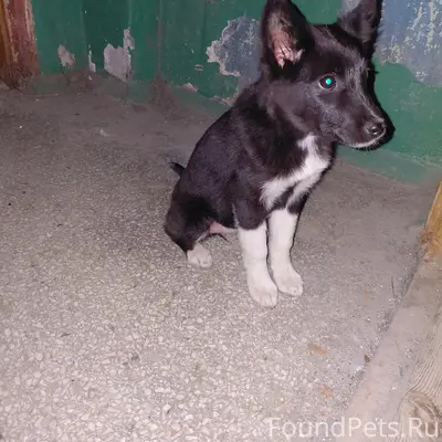 Найден щенок, З-бор