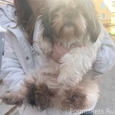 Найдена собака предположительно ши тцу
