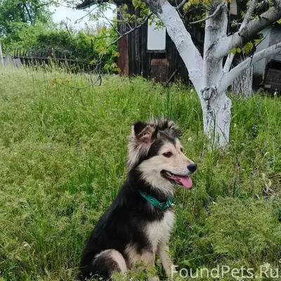Пропал пёс Кузя, Нижний труд дачи