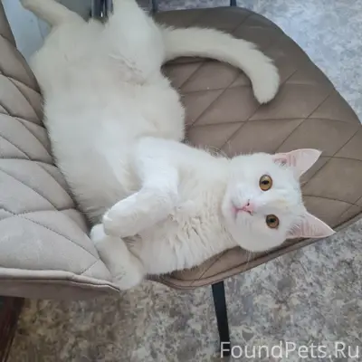 Пропал кот