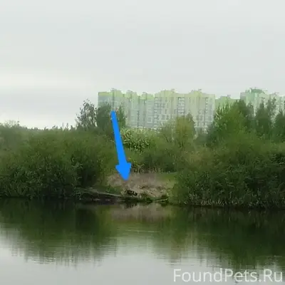 Пропала хаски, хромает, Силикатный пруд