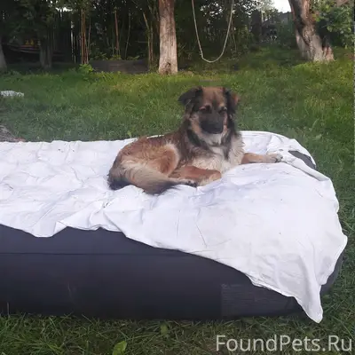 Пропал пёс Семён, Лахденкюля