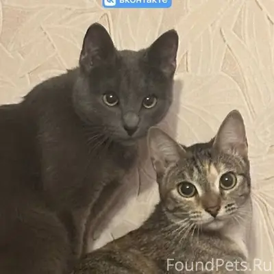 Найдена кошка, 3-й микрорайон