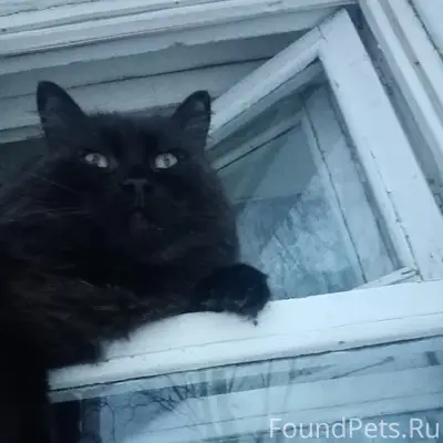 Пропал чёрный кот Тишка, район первой школы