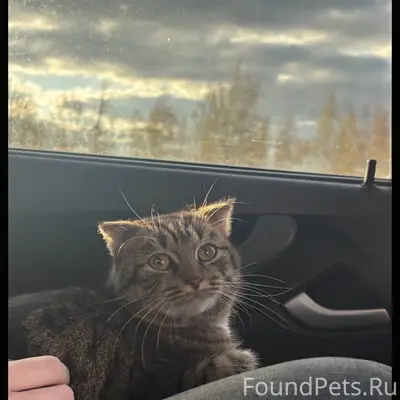 Пропала кошка, 