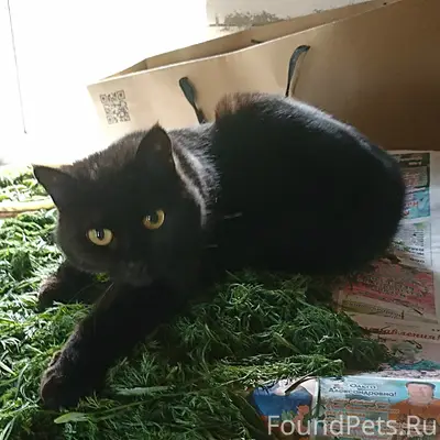 Пропала кошка Тоша, Копалиха
