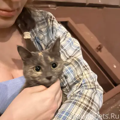 Найдена кошка, улица Соловьёва