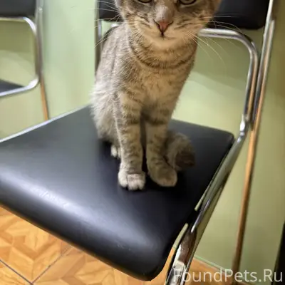 Ищу дом ласковой красотке! 