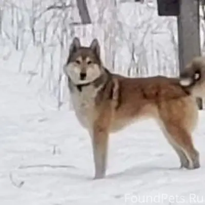 Пропала лайка