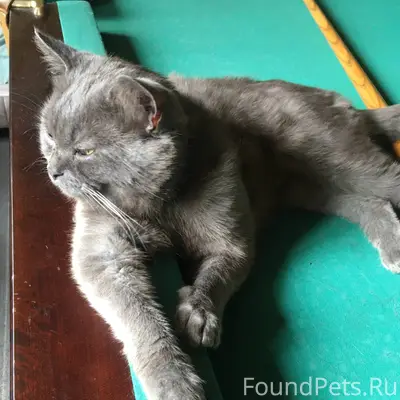Пропал британский кот, СНТ Виктория, СНТ Чайка, СНТ Отдых