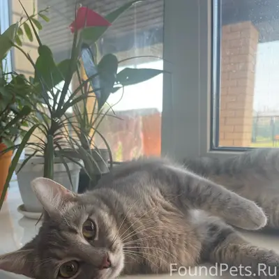 Пропала кошка Айла, ул. Лесная