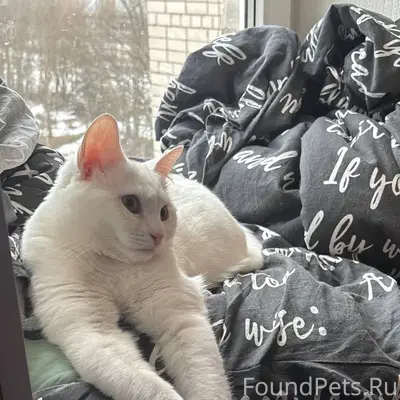 Пропала кошка Луна, район Рыбка
