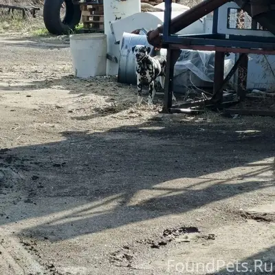 Найден пёс, деревня Можары