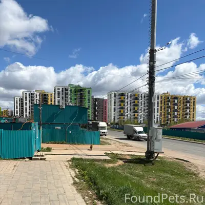 Найденна собака, район Метеора