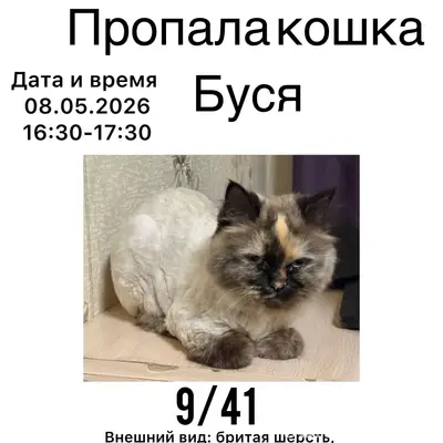 Пропала кошка серого окраса, [место не указано]